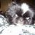 Mandeline Ford's profile image