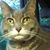 Cleo Walton's profile image