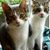 Susan Mulloy's profile image
