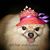 Constance Keith's profile image