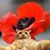 Anne Bliven's profile image