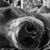 Wilhelm Murg's profile image