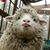 Carolyn Tyler Knight's profile image