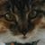 Suzanne Paul Sease's profile image