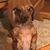 Deb Gilliland Morrison's profile image