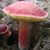 LaNelle Fletcher Godsey's profile image