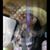 Aaliyah Harsell's profile image