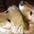 Michelle Hamelin LaFreniere's profile image