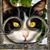 Janet Amelia's profile image