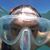 Jose Draganac's profile image
