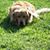 Dawn Flansburg's profile image