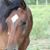 Misty Harris Reed's profile image