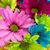 Mahru Mohmand's profile image