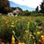 Chaparral Gardens's profile image