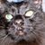 Fezz ElGato's profile image