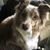 Cheryl Lynne Schaening McLean's profile image
