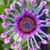 Margaret Christians's profile image