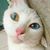 Kit Scott's profile image
