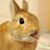 Victor Flores's profile image