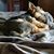 Dawn Lundgren Kuehl Wilson's profile image