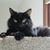Susan Margaret Thomson's profile image