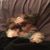Michelle White Tung's profile image