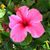 Trina Hellewell's profile image