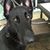 Ginger Hamrick's profile image
