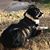 Tish Lanier's profile image