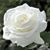 Sy Smith's profile image