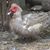 Mustafa Mohamed's profile image