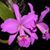 Maria Oropeza's profile image