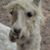 Richard Lindsey's profile image