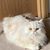 Brittany Schleining's profile image