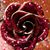 Cat Niven Glaze's profile image