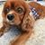 Rachel Ashley McKinney's profile image