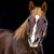 Karen Schneider's profile image