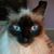 Sandy Clenney's profile image