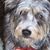 Rose St Clair's profile image