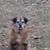 Raymond Lackey's profile image