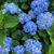 Shannon Glenn Caracciolo's profile image
