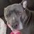 Beau Bomstad's profile image