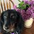 Karen Rosse's profile image