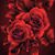 Jeanne Grant's profile image