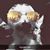 Karis Poafpybitty's profile image
