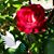 Lyda Butler's profile image