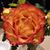 Nita Love's profile image