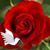 Judy Lenhart's profile image
