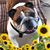 Jenny Glasgow Frazier's profile image