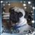 Diana Lunn-Bird's profile image